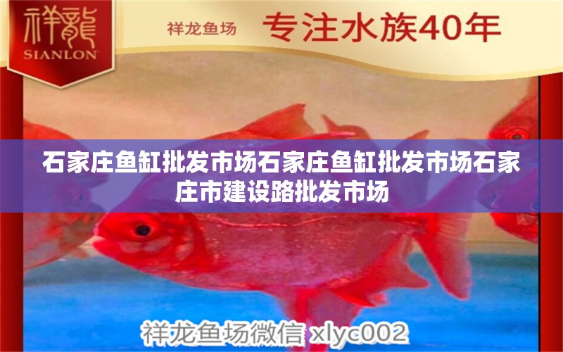 石家莊魚缸批發(fā)市場石家莊魚缸批發(fā)市場石家莊市建設(shè)路批發(fā)市場 巴西亞魚