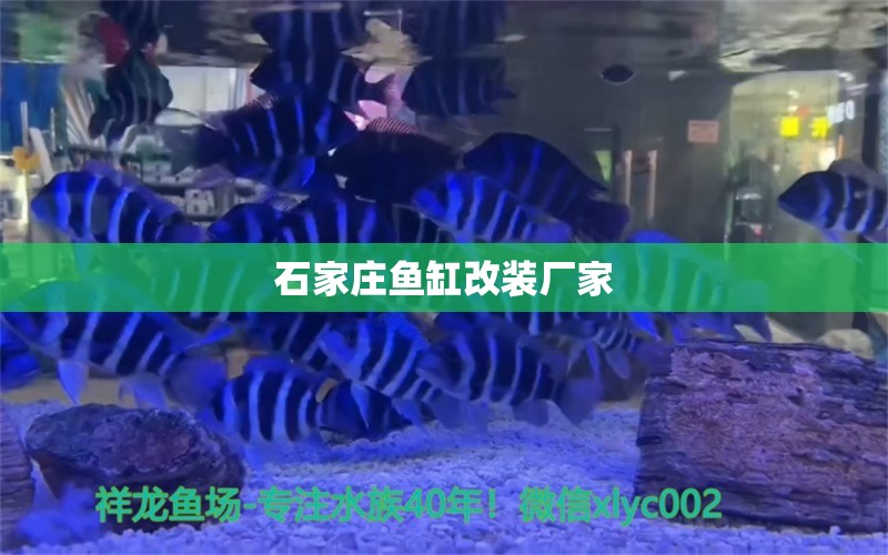 石家莊魚缸改裝廠家 養(yǎng)魚知識