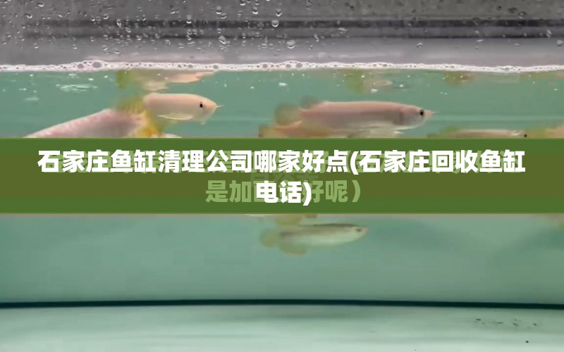 石家莊魚缸清理公司哪家好點(diǎn)(石家莊回收魚缸電話) 大白鯊魚苗 第1張