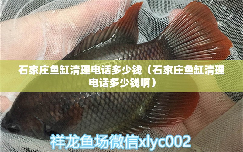 石家莊魚(yú)缸清理電話多少錢（石家莊魚(yú)缸清理電話多少錢啊） 祥龍水族醫(yī)院