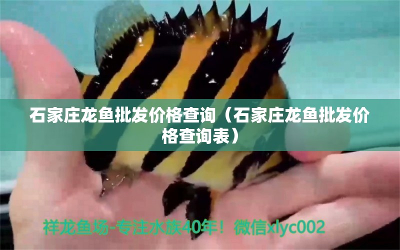 石家莊龍魚批發(fā)價(jià)格查詢（石家莊龍魚批發(fā)價(jià)格查詢表）