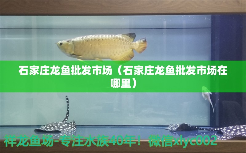 石家莊龍魚(yú)批發(fā)市場(chǎng)（石家莊龍魚(yú)批發(fā)市場(chǎng)在哪里） 龍魚(yú)批發(fā)