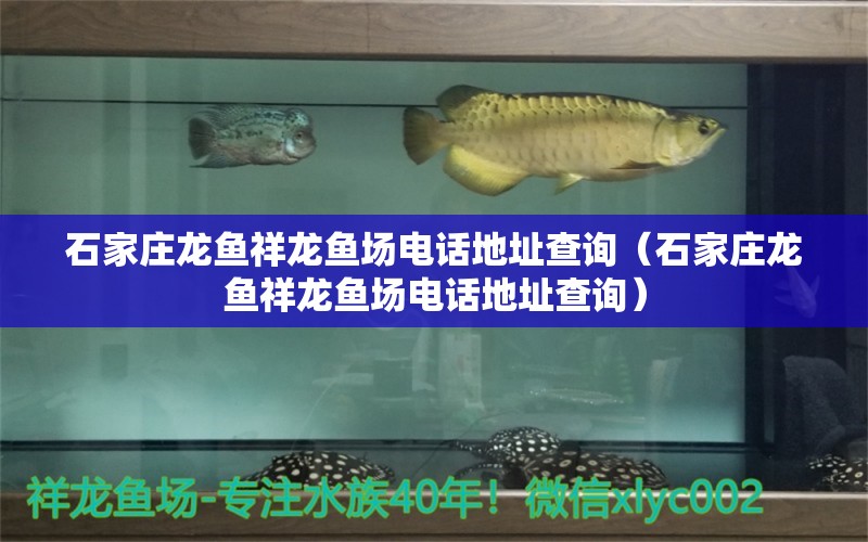 石家莊龍魚祥龍魚場(chǎng)電話地址查詢（石家莊龍魚祥龍魚場(chǎng)電話地址查詢）