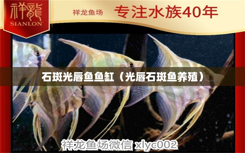 石斑光唇魚魚缸（光唇石斑魚養(yǎng)殖） iwish愛唯希品牌魚缸