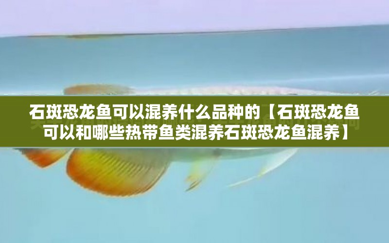 石斑恐龍魚可以混養(yǎng)什么品種的【石斑恐龍魚可以和哪些熱帶魚類混養(yǎng)石斑恐龍魚混養(yǎng)】 水族問答 第1張