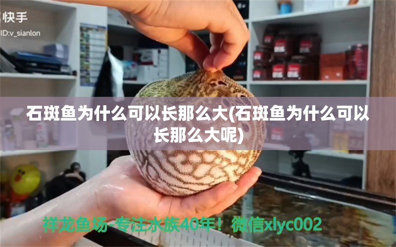 石斑魚(yú)為什么可以長(zhǎng)那么大(石斑魚(yú)為什么可以長(zhǎng)那么大呢) 金老虎魚(yú)