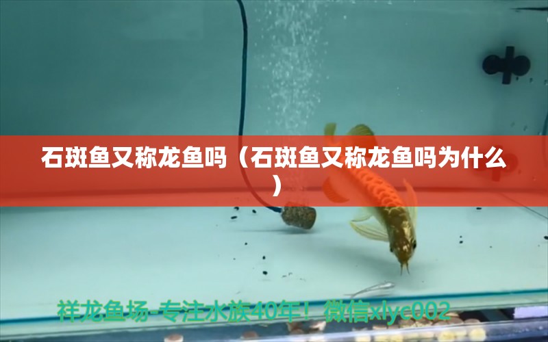 石斑魚又稱龍魚嗎（石斑魚又稱龍魚嗎為什么）