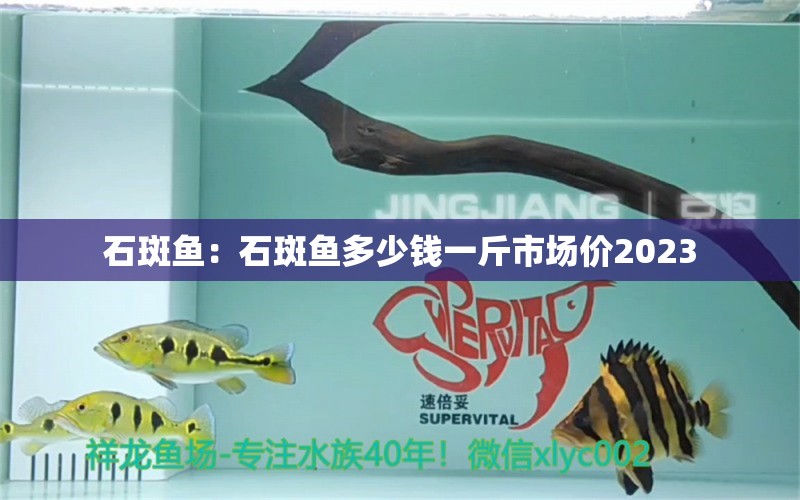 石斑魚：石斑魚多少錢一斤市場價2023 玫瑰銀版魚