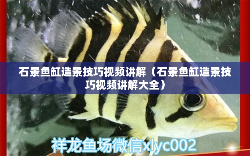 石景魚缸造景技巧視頻講解（石景魚缸造景技巧視頻講解大全）