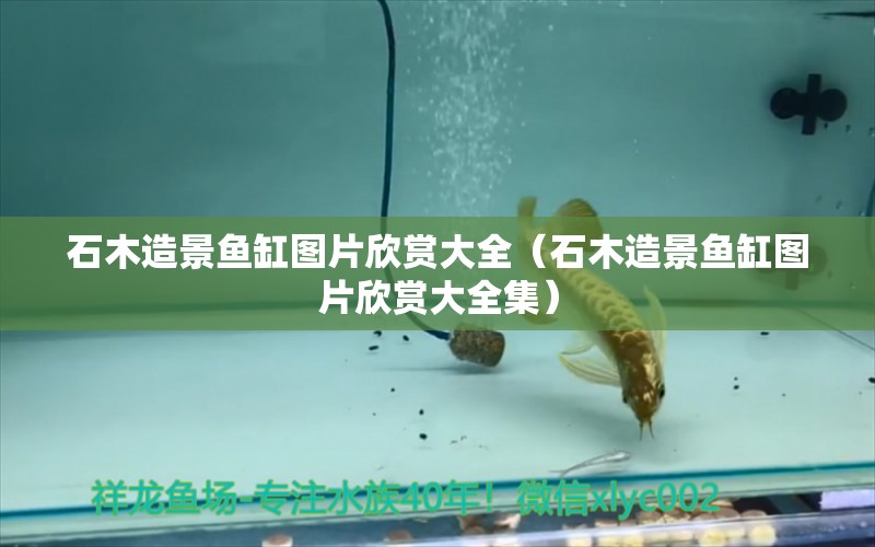 石木造景魚缸圖片欣賞大全（石木造景魚缸圖片欣賞大全集）