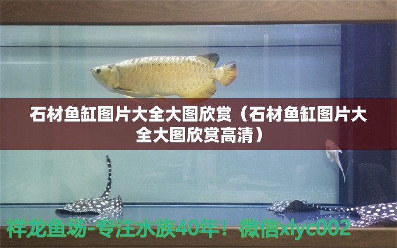 石材魚(yú)缸圖片大全大圖欣賞（石材魚(yú)缸圖片大全大圖欣賞高清） 飛鳳魚(yú)苗