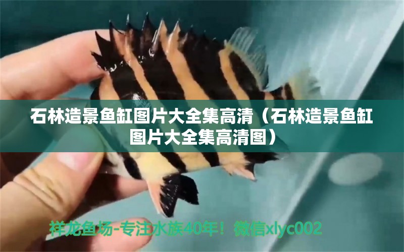 石林造景魚缸圖片大全集高清（石林造景魚缸圖片大全集高清圖） 孵化器