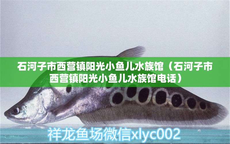 石河子市西營鎮(zhèn)陽光小魚兒水族館（石河子市西營鎮(zhèn)陽光小魚兒水族館電話） 全國水族館企業(yè)名錄