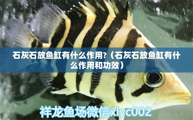 石灰石放魚缸有什么作用?（石灰石放魚缸有什么作用和功效）