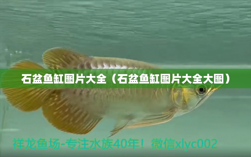 石盆魚缸圖片大全（石盆魚缸圖片大全大圖）