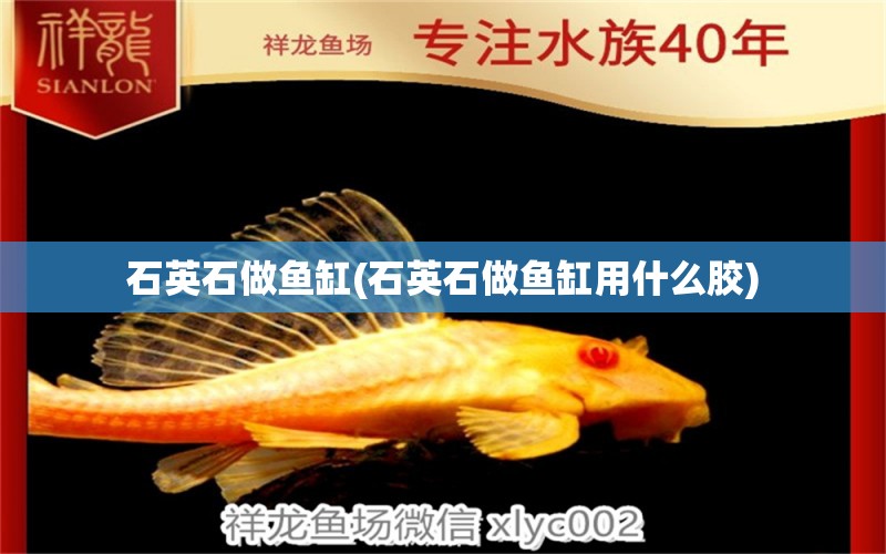 石英石做魚缸(石英石做魚缸用什么膠) 一眉道人魚苗