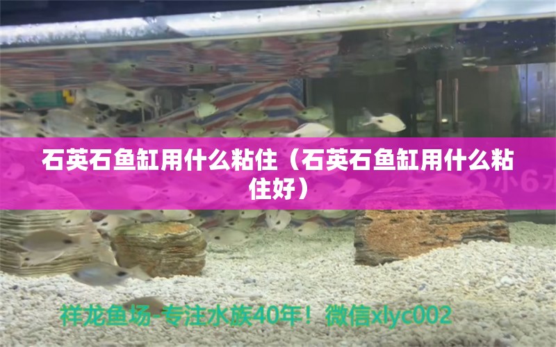 石英石魚缸用什么粘住（石英石魚缸用什么粘住好）