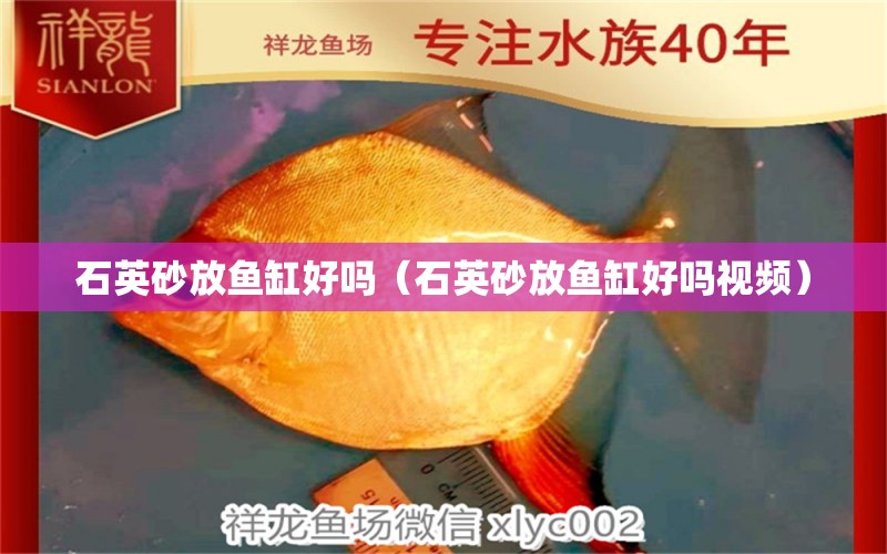 石英砂放魚缸好嗎（石英砂放魚缸好嗎視頻） 祥龍魚場