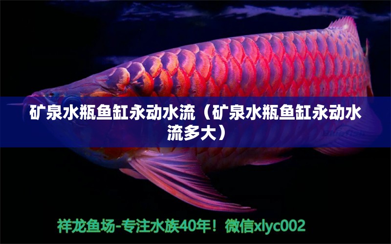 礦泉水瓶魚缸永動(dòng)水流（礦泉水瓶魚缸永動(dòng)水流多大） 玫瑰銀版魚