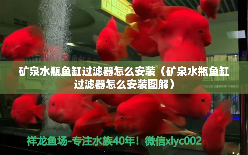 礦泉水瓶魚缸過濾器怎么安裝（礦泉水瓶魚缸過濾器怎么安裝圖解） 帝王血鉆