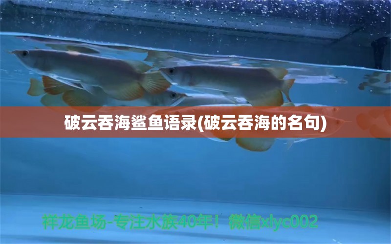 破云吞海鯊魚語錄(破云吞海的名句) 白寫錦鯉魚