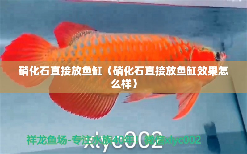 硝化石直接放魚缸（硝化石直接放魚缸效果怎么樣） 其他品牌魚缸