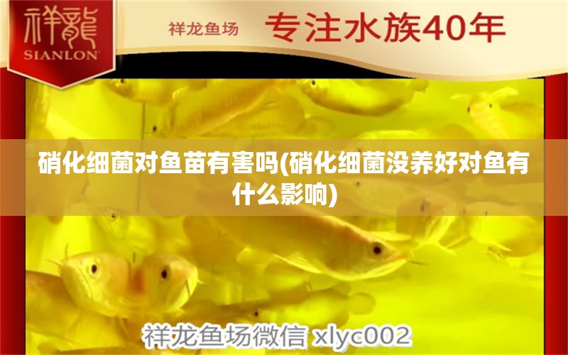 硝化細(xì)菌對魚苗有害嗎(硝化細(xì)菌沒養(yǎng)好對魚有什么影響) 硝化細(xì)菌