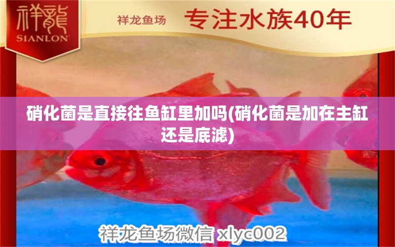 硝化菌是直接往魚缸里加嗎(硝化菌是加在主缸還是底濾)