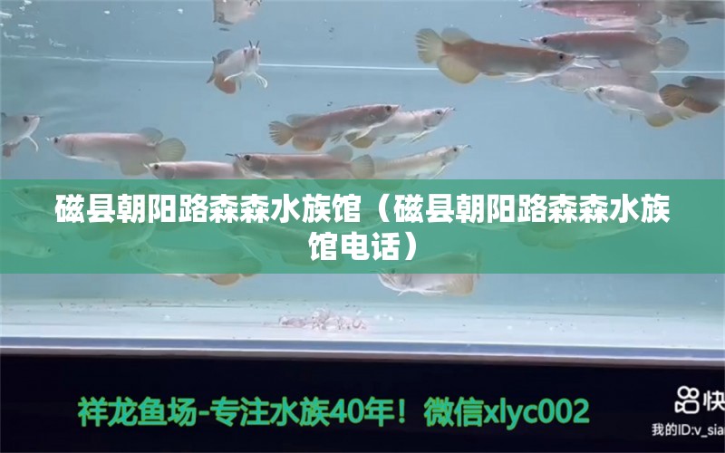 磁縣朝陽路森森水族館（磁縣朝陽路森森水族館電話）