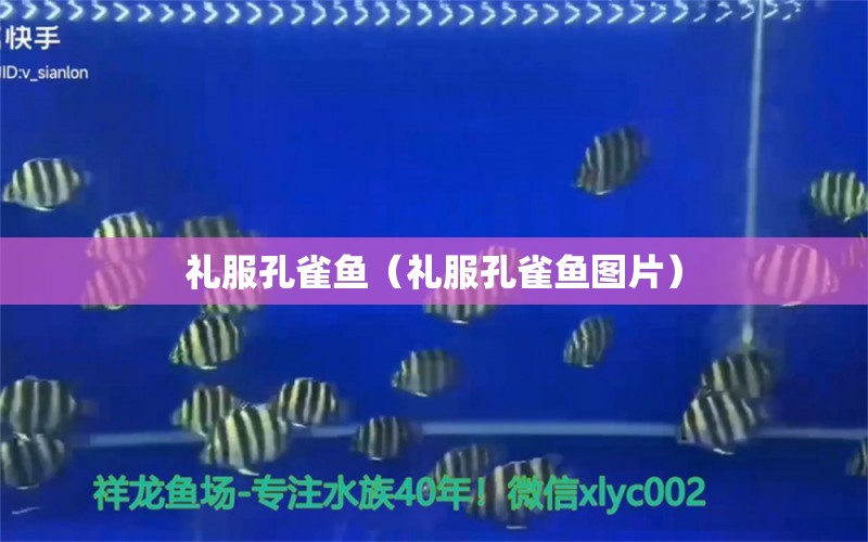 禮服孔雀魚（禮服孔雀魚圖片）