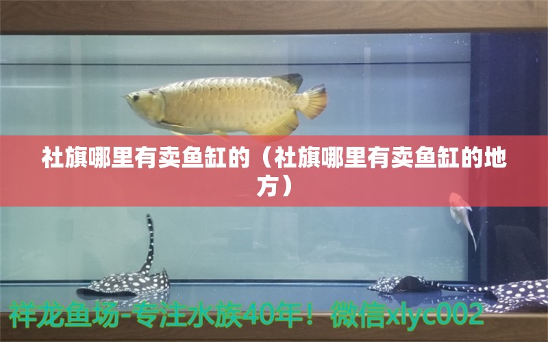 社旗哪里有賣魚缸的（社旗哪里有賣魚缸的地方）