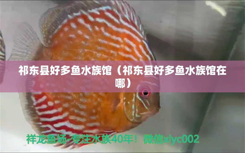 祁東縣好多魚水族館（祁東縣好多魚水族館在哪） 全國水族館企業(yè)名錄