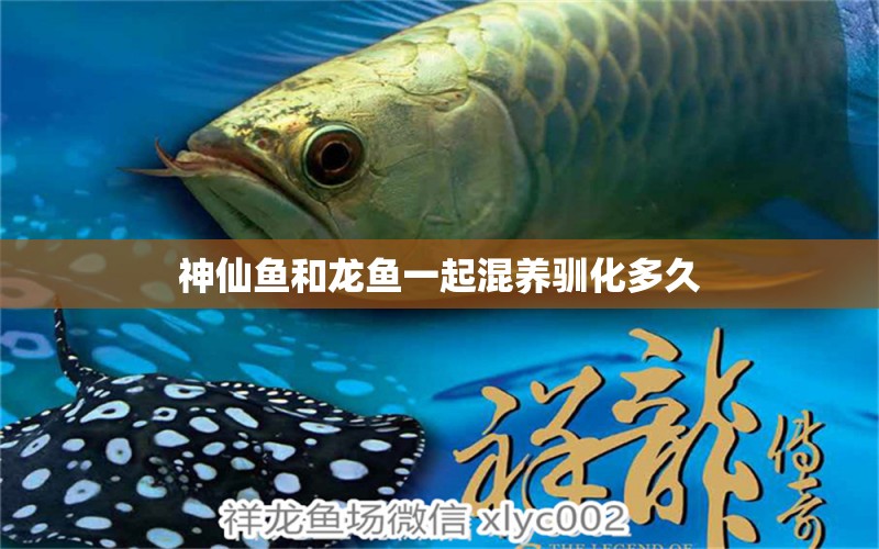 神仙魚(yú)和龍魚(yú)一起混養(yǎng)馴化多久