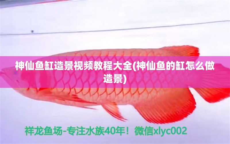 神仙魚缸造景視頻教程大全(神仙魚的缸怎么做造景) 祥龍進口元寶鳳凰魚