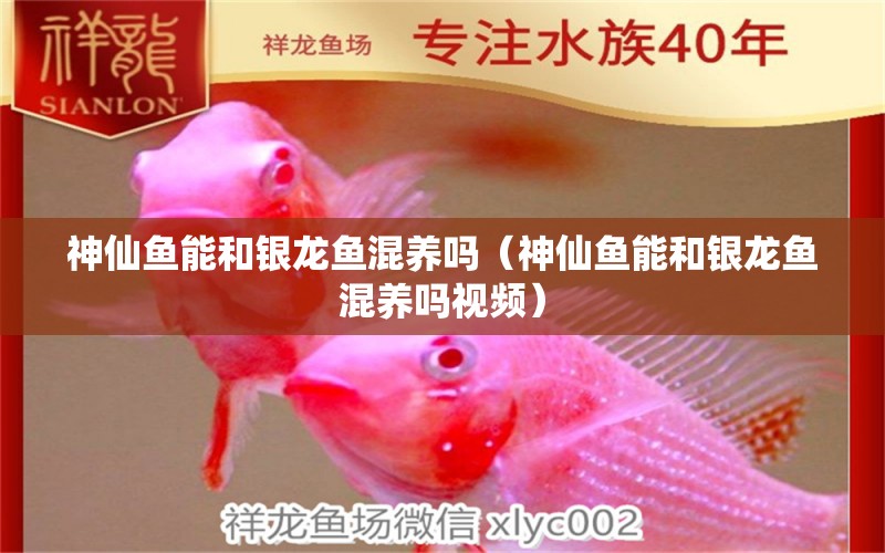 神仙魚能和銀龍魚混養(yǎng)嗎（神仙魚能和銀龍魚混養(yǎng)嗎視頻） 銀龍魚