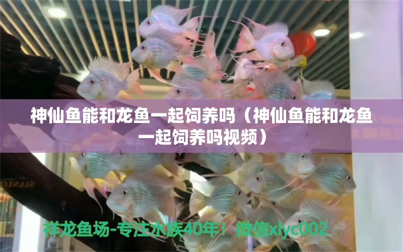 神仙魚能和龍魚一起飼養(yǎng)嗎（神仙魚能和龍魚一起飼養(yǎng)嗎視頻） 除藻劑