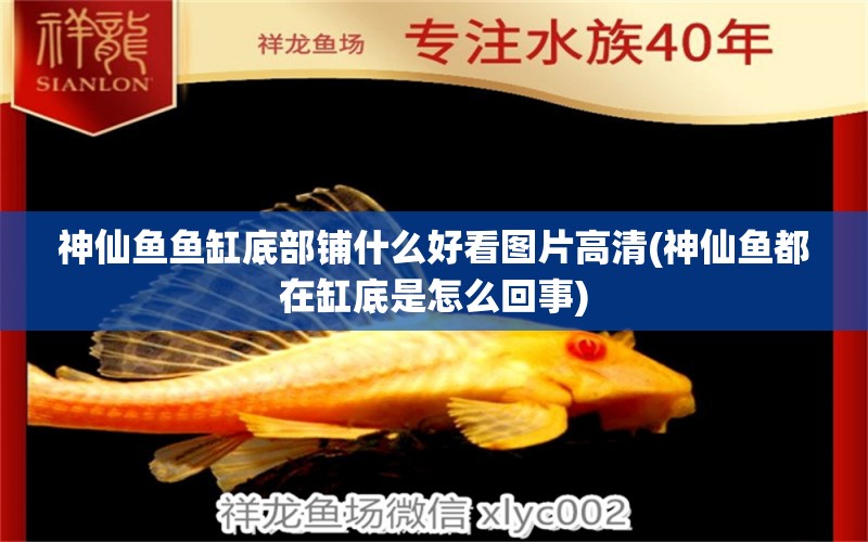 神仙魚魚缸底部鋪什么好看圖片高清(神仙魚都在缸底是怎么回事) 金頭過背金龍魚 第1張