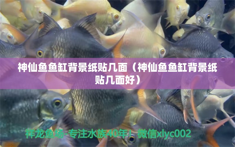 神仙魚魚缸背景紙貼幾面（神仙魚魚缸背景紙貼幾面好） 觀賞魚市場（混養(yǎng)魚）