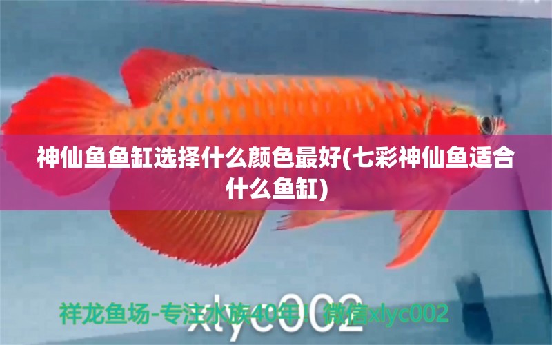 神仙魚(yú)魚(yú)缸選擇什么顏色最好(七彩神仙魚(yú)適合什么魚(yú)缸) 七彩神仙魚(yú)