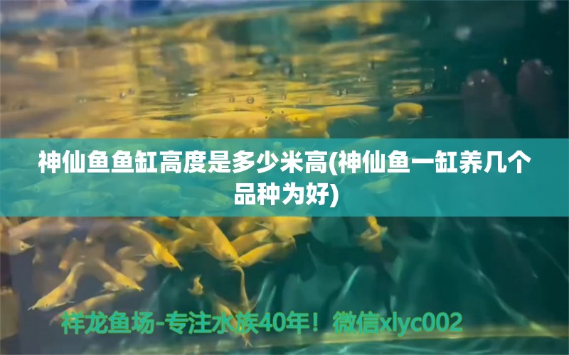 神仙魚(yú)魚(yú)缸高度是多少米高(神仙魚(yú)一缸養(yǎng)幾個(gè)品種為好) 蝴蝶鯉 第1張