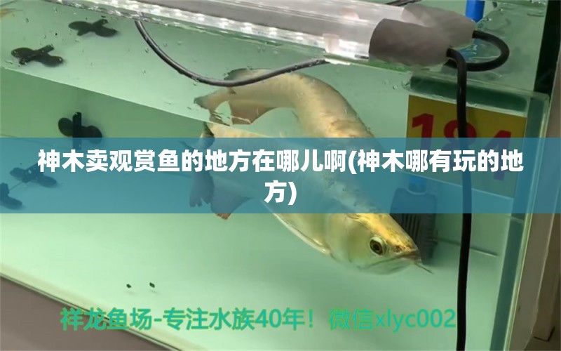 神木賣觀賞魚的地方在哪兒啊(神木哪有玩的地方) 觀賞魚魚苗