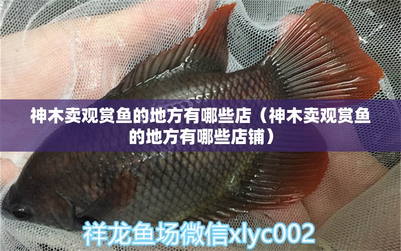 神木賣觀賞魚的地方有哪些店（神木賣觀賞魚的地方有哪些店鋪） 祥龍魚場