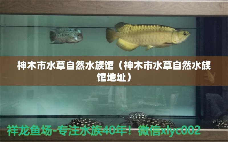 神木市水草自然水族館（神木市水草自然水族館地址） 水草