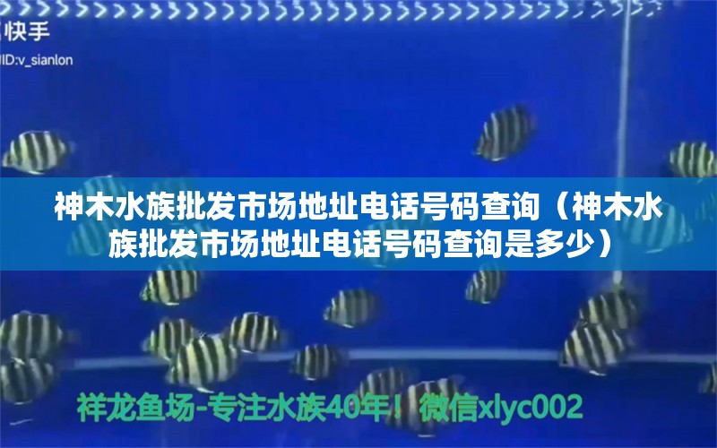 神木水族批發(fā)市場地址電話號碼查詢（神木水族批發(fā)市場地址電話號碼查詢是多少）