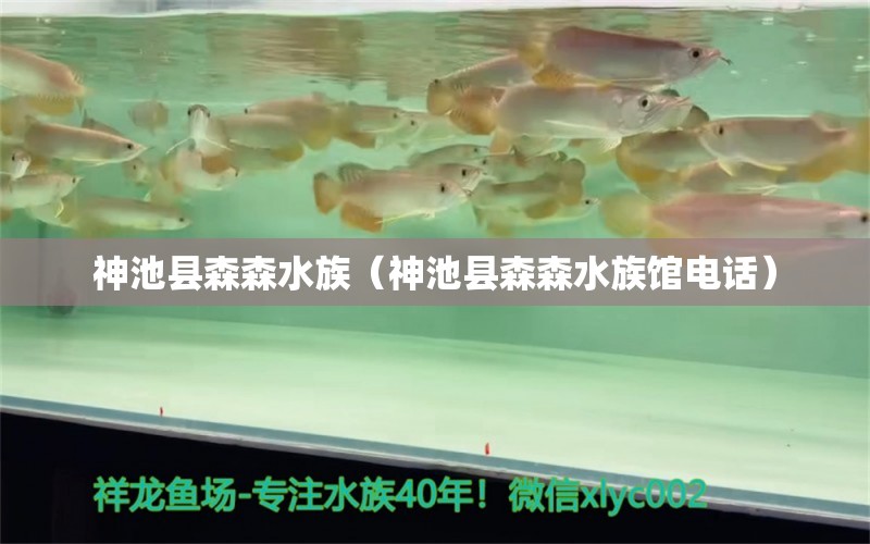 神池縣森森水族（神池縣森森水族館電話） 全國(guó)水族館企業(yè)名錄