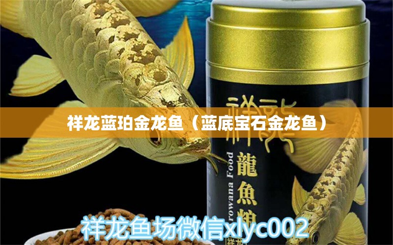 祥龍藍(lán)珀金龍魚（藍(lán)底寶石金龍魚） 豹紋夫魚苗