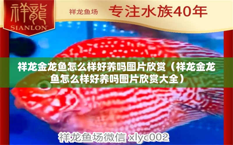 祥龍金龍魚怎么樣好養(yǎng)嗎圖片欣賞（祥龍金龍魚怎么樣好養(yǎng)嗎圖片欣賞大全）