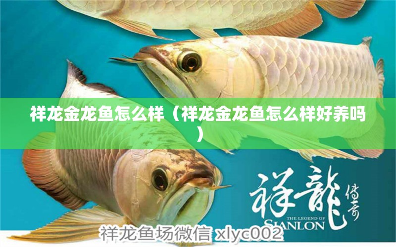 祥龍金龍魚怎么樣（祥龍金龍魚怎么樣好養(yǎng)嗎）