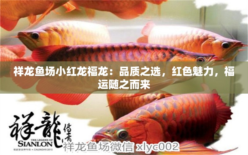 祥龍魚場小紅龍福龍：品質(zhì)之選，紅色魅力，福運(yùn)隨之而來 紅龍魚 第2張