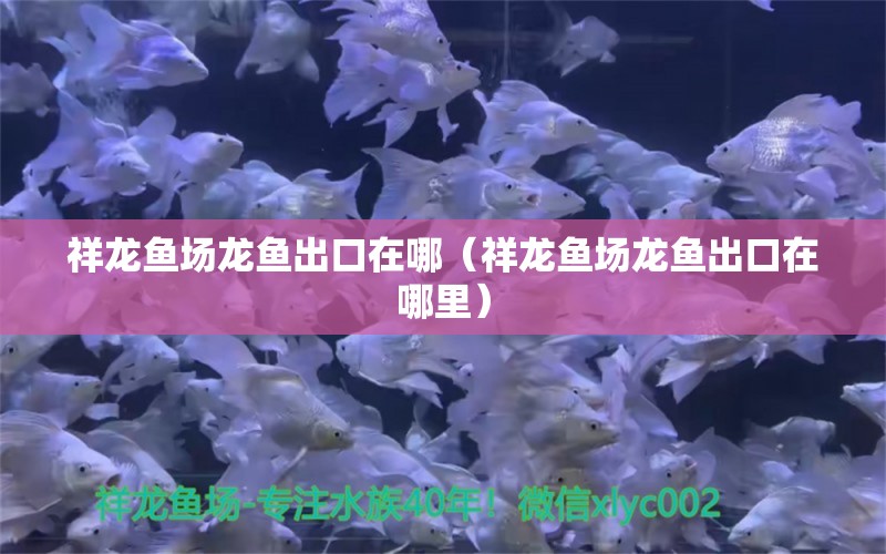 祥龍魚場龍魚出口在哪（祥龍魚場龍魚出口在哪里）